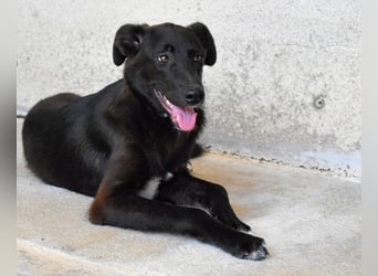 Ouzo - "Und wenn sie nicht weg sind......