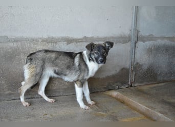 Quelisia - Kleines Schwesterchen, was nun?