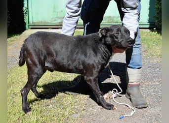 Rhino - NOTFALL !!! - Wenn man nicht auffällt, geht man unter