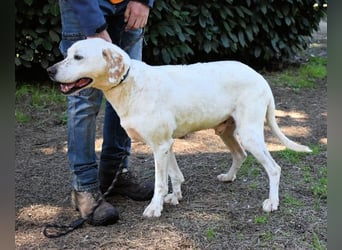 Ginko - SOS - Drei Brüder in großer Not
