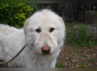 Lynnette - Power-Hündin sucht sportliches Zuhause