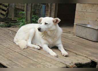 Gea - eine zarte Seele auf der Suche nach ihren Menschen