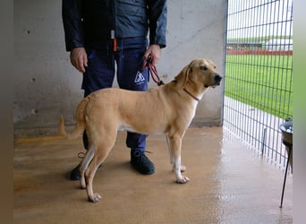 Wiper - Menschisch A1 - Wiper sucht Lehrer
