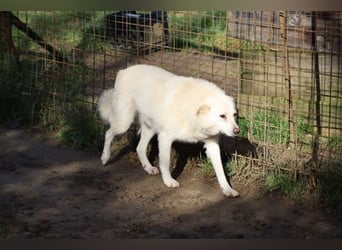 Gea - eine zarte Seele auf der Suche nach ihren Menschen