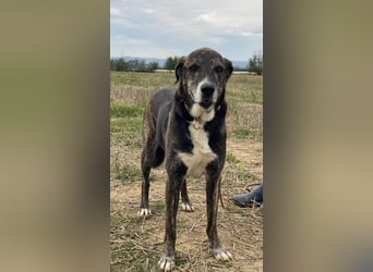 Lola - Das Herz hat seine Gründe