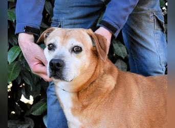 Rinaldo - Gold-Senior sucht dringend Zuhause