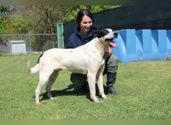 Florentino - Der hübscheste aller Batmans