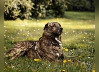 Ludwig - Nur Mädchen erlaubt