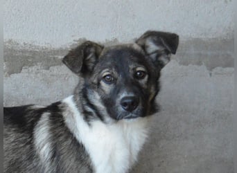 Quelisia - Kleines Schwesterchen, was nun?