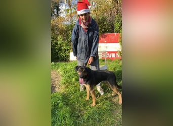 Robin - (Dringend Zuhause oder Pflegestelle gesucht) Ein unbeschriebenes Blatt...