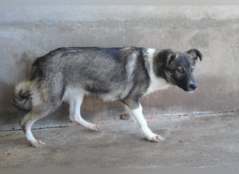 Quelisia - Kleines Schwesterchen, was nun?