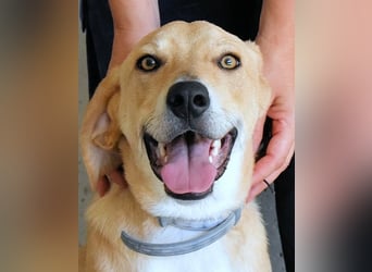 Wiper - Menschisch A1 - Wiper sucht Lehrer