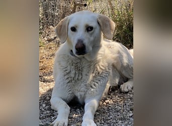 Patty - Vorsichtig auf den Pfoten, groß im Herzen
