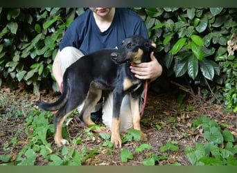 Drifa - vorsichtiges Hundemädchen auf der Suche nach Geborgenheit