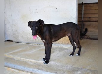 Ouzo - "Und wenn sie nicht weg sind......