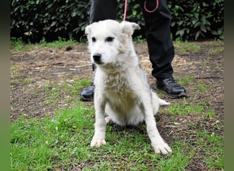 Kemyra - Ein "Wölfchen" sucht sein Rudel