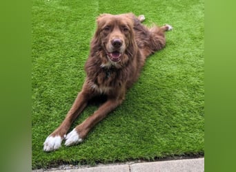 Eurialo - SOS - Dringend neues Zuhause oder Pflegestelle gesucht/Wenn du alles verlierst