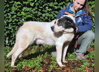 Poldino - Talent zum Seelenhund