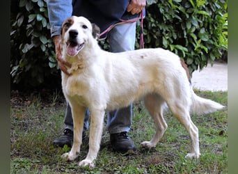 Miah - wohn"haft" in einem Hundelager