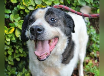 Poldino - Talent zum Seelenhund