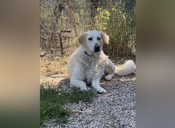 Patty - Vorsichtig auf den Pfoten, groß im Herzen