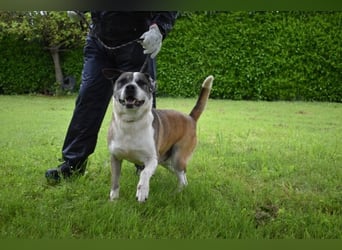 Chucky - Großer Hund sucht großes Herz