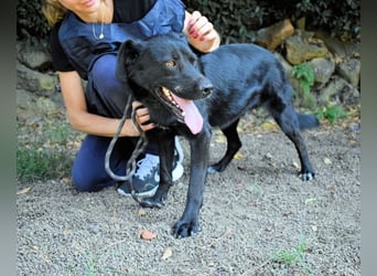 Saffiro - Ein Schritt Richtung Hundeglück