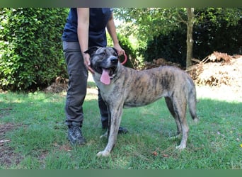 Fionella - Tigerchen sucht Familie