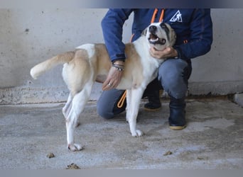 Dayra - freundlich, sanft und bereit für ein schönes Zuhause