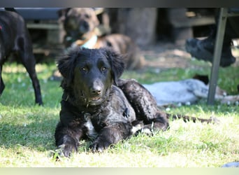 Thor - bereit für sein ganz persönliches Donnerwetter an Liebe