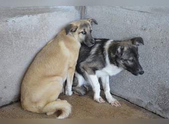 Quivira - Kleines Hundekind, was nun?