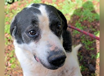 Poldino - Talent zum Seelenhund