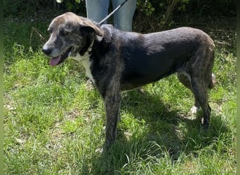 Lola - Das Herz hat seine Gründe