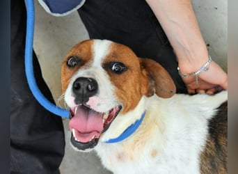 Olli - Quirliges Hundekind braucht dringend Familie