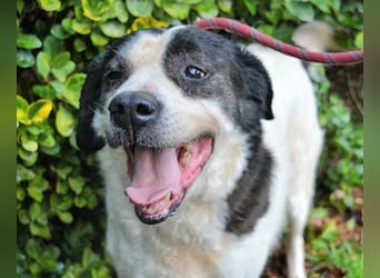 Poldino - Talent zum Seelenhund