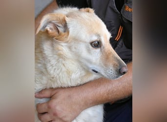 Addison - lange sitzen sie schon da und haben es schwer