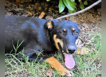 Domitia - neugierige Junghündin mit sanftem Wesen