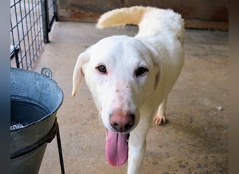 Arriel - aller guten Dinge sind drei