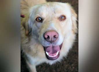 Rodman - läuft sich die Seele wund