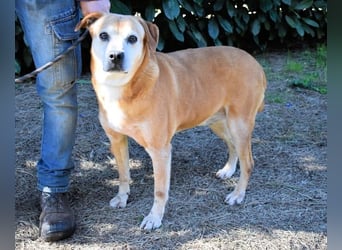 Rinaldo - Gold-Senior sucht dringend Zuhause