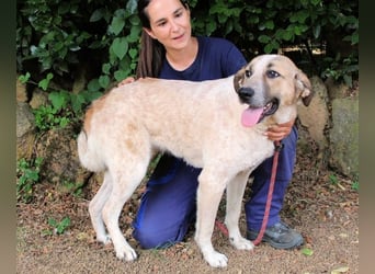 Solidea - 744 Stunden