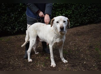 Ginko - SOS - Drei Brüder in großer Not