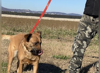 Asha - Neugierige Frohnatur sucht ihren Prinzessinnenplatz