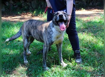 Fionella - Tigerchen sucht Familie