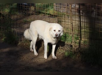 Gea - eine zarte Seele auf der Suche nach ihren Menschen