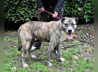 Fionella - Tigerchen sucht Familie