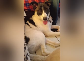 Fioretta - NOTFALL - 2. Lebensglück gesucht