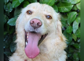 Rodman - läuft sich die Seele wund