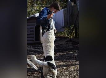Marni - Dieses Herz hat schon zu lange gewartet