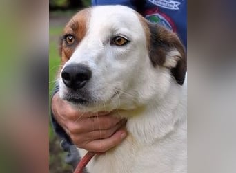 Miah - wohn"haft" in einem Hundelager